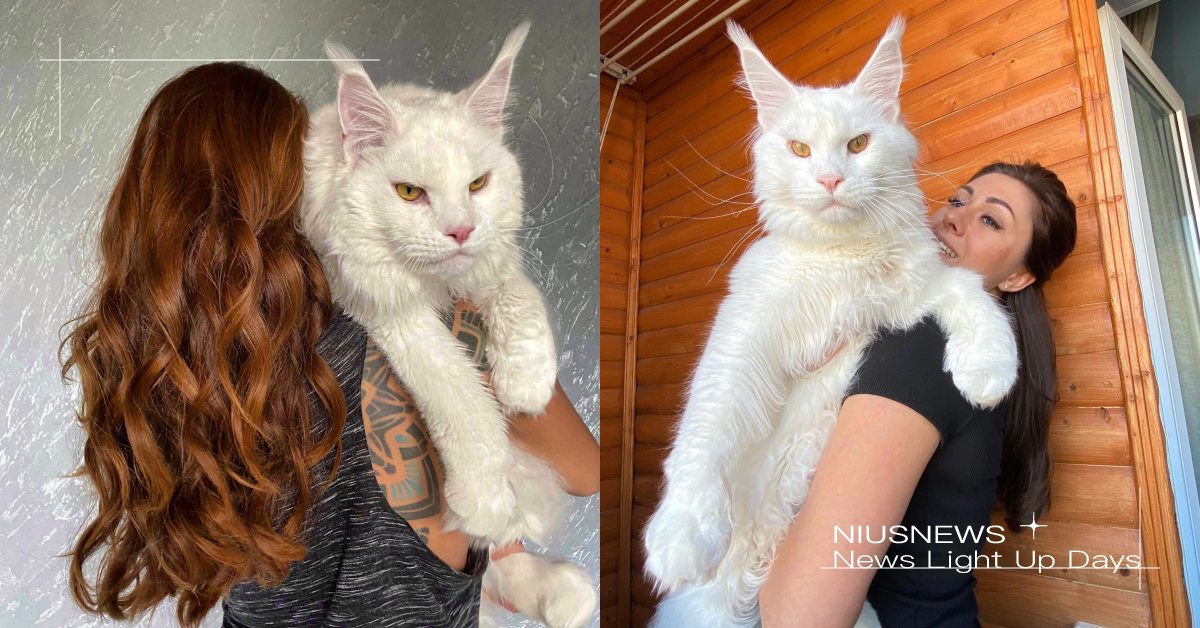 兩歲大已經12.5公斤！俄羅斯「緬因貓」表情神似霸道總裁，體型快比鏟屎官還要大！ 緬因貓、可愛寵物、寵物圈圈、貓咪、大貓、巨貓、品種貓、寵物趣聞