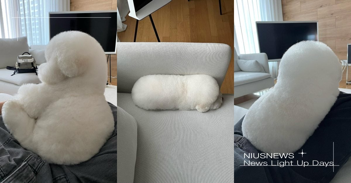 好像一顆麻粩！韓國超萌「比熊犬」遠看神似沙發抱枕，四肢圓滾滾網暴動：抱緊處理！ 寵物圈圈、可愛、比熊、韓國、網路人氣狗狗、網紅犬、比熊犬、貴賓狗