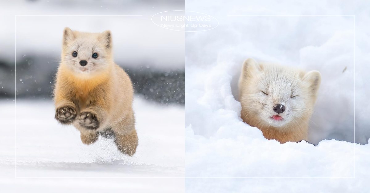 雪中小精靈是你！神手攝影師捕捉超萌「日本貂」，滑順毛毛＋肉球可愛破表！ 寵物圈圈、寵物知識、動物知識、日本貂、冷知識
