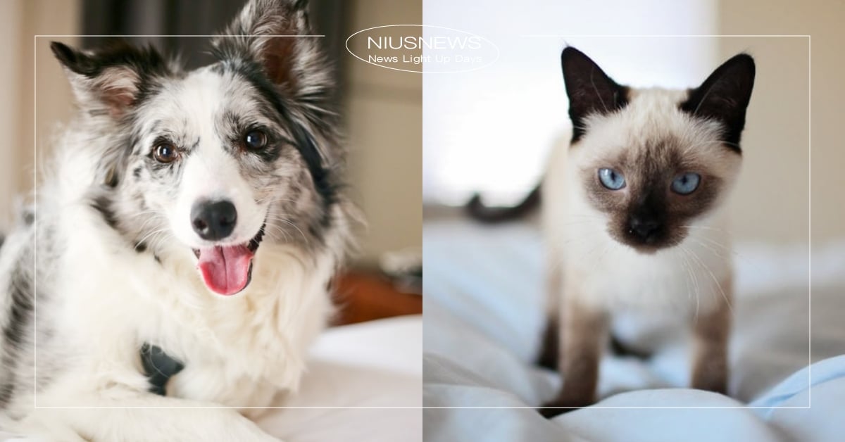 2022全台7家「寵物保險」推薦！只有米克斯能投保的方案？同場加映比較表格！ 寵物險、寵物保險、理賠、保險、2022最新、寵物、毛小孩、寵物照顧、寵物知識