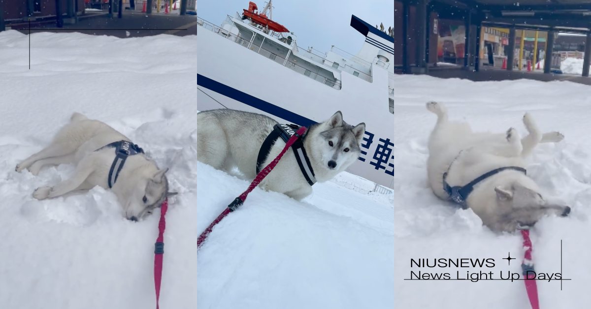 到底多好吃！日本「哈士奇」出門直接栽進雪地，嘴巴狂嗑還吃到四腳朝天！ 寵物圈圈、可愛寵物、哈士奇、推特、寵物吃喝玩樂、日本、下雪、北海道