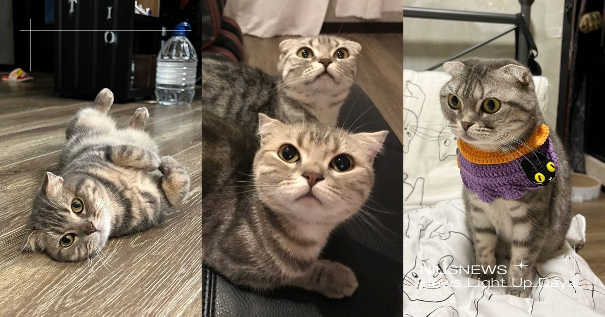 「蘇格蘭折耳貓」7大特質分析！喜歡玩垃圾自得其樂，理智線常常一秒斷掉？ 寵物圈圈、折耳貓、蘇格蘭折耳貓、貓咪、個性