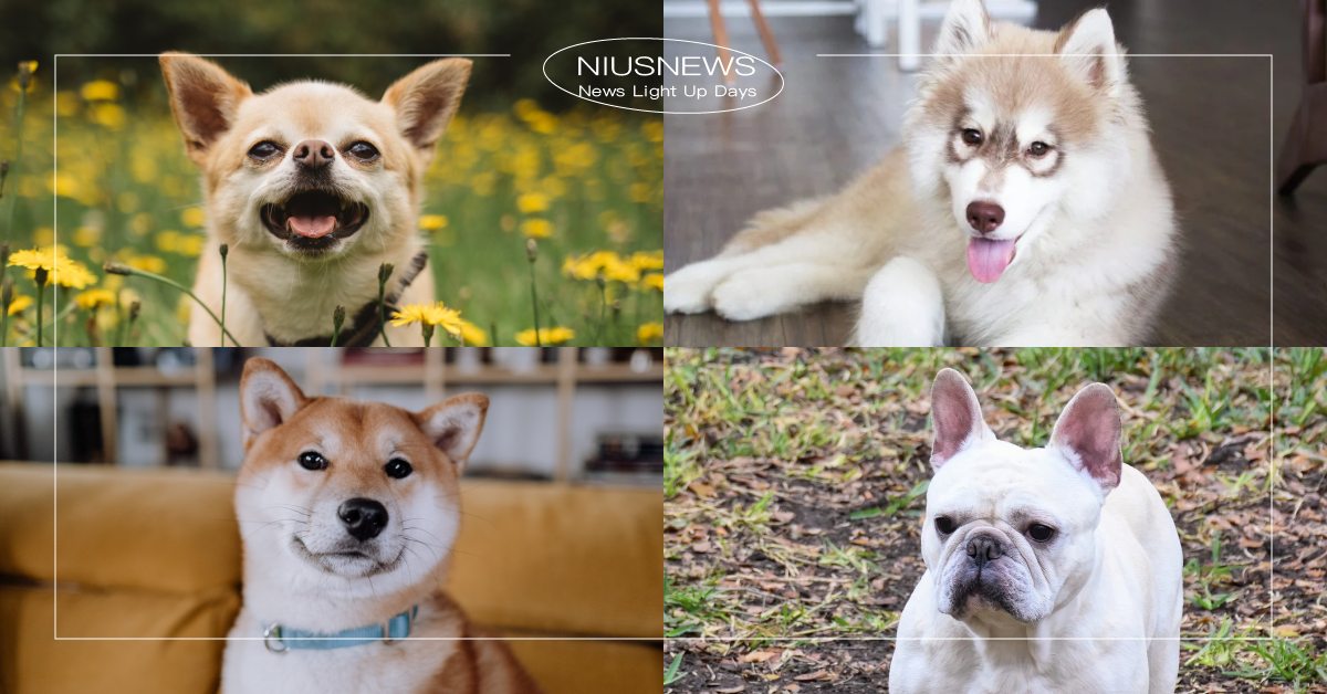 心理測驗「想養什麼狗狗」？4品種分析出「戀愛中的溝通模式」，選牠這句話絕不可說！ 寵物圈圈、寵物吃喝玩樂、動物、心理測驗、動物心理測驗