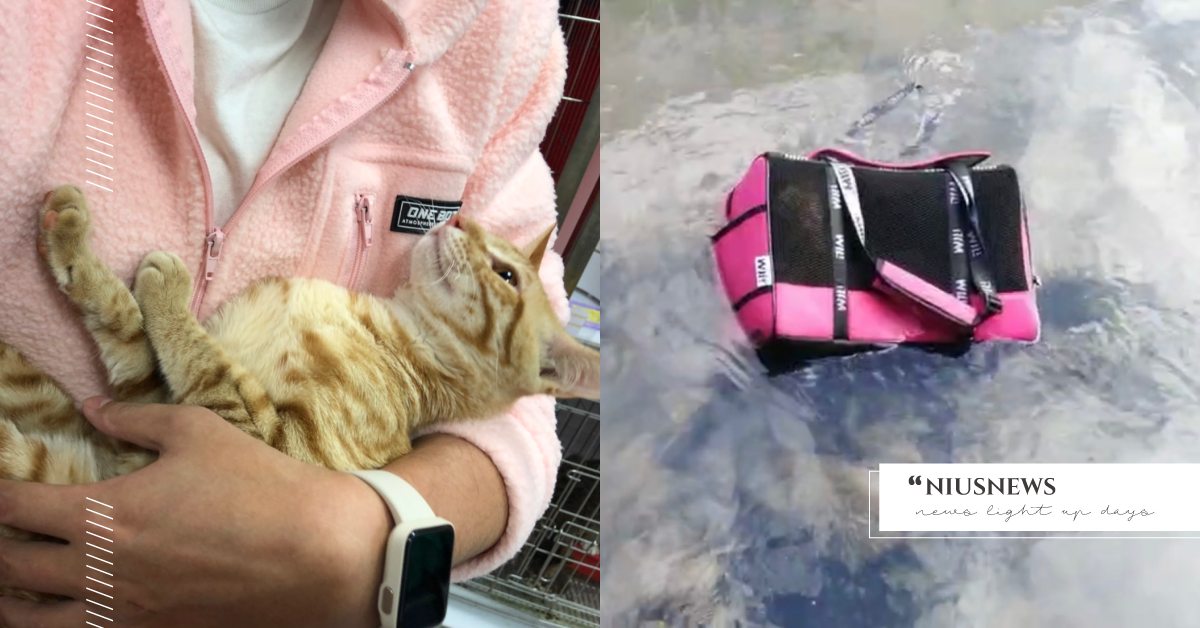 放外出包直接丟掉？新北親人「小橘貓」被丟排水溝求救狂喵，狠心棄養原因曝光！ 寵物圈圈、寵物快訊、新北市動保處、動保處、橘貓