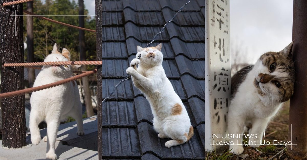 各種殘念的貓！日本攝影師最愛拍「貓咪丟臉」模樣，微妙表情網友狂讚超愛！ 寵物圈圈、可愛寵物、貓咪攝影、日本、推特、推特爆紅、殘念的貓、可愛、貓、貓咪