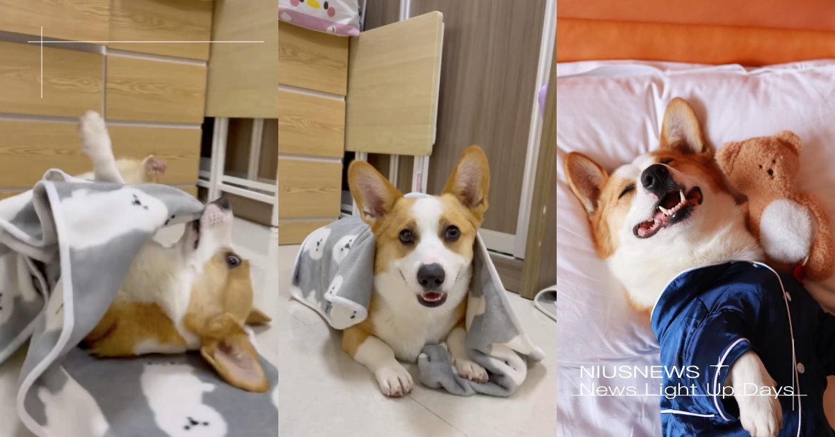 可愛到沒天理！香港超萌「柯基」自己蓋被被爆紅，飼主：給零食就會了！ 寵物圈圈、可愛寵物、柯基、威爾斯柯基犬、可愛、短腿、聰明、狗狗訓練、蓋被被、網路人氣狗狗