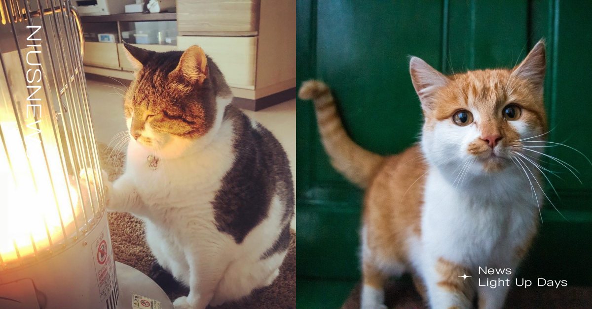 貓咪鼻子乾乾是生病了嗎？喵主子「鼻子乾熱」的4個原因，流出這樣的鼻涕才需就醫！ 寵物圈圈、可愛寵物、寵物教養、寵物健康、貓咪社會化