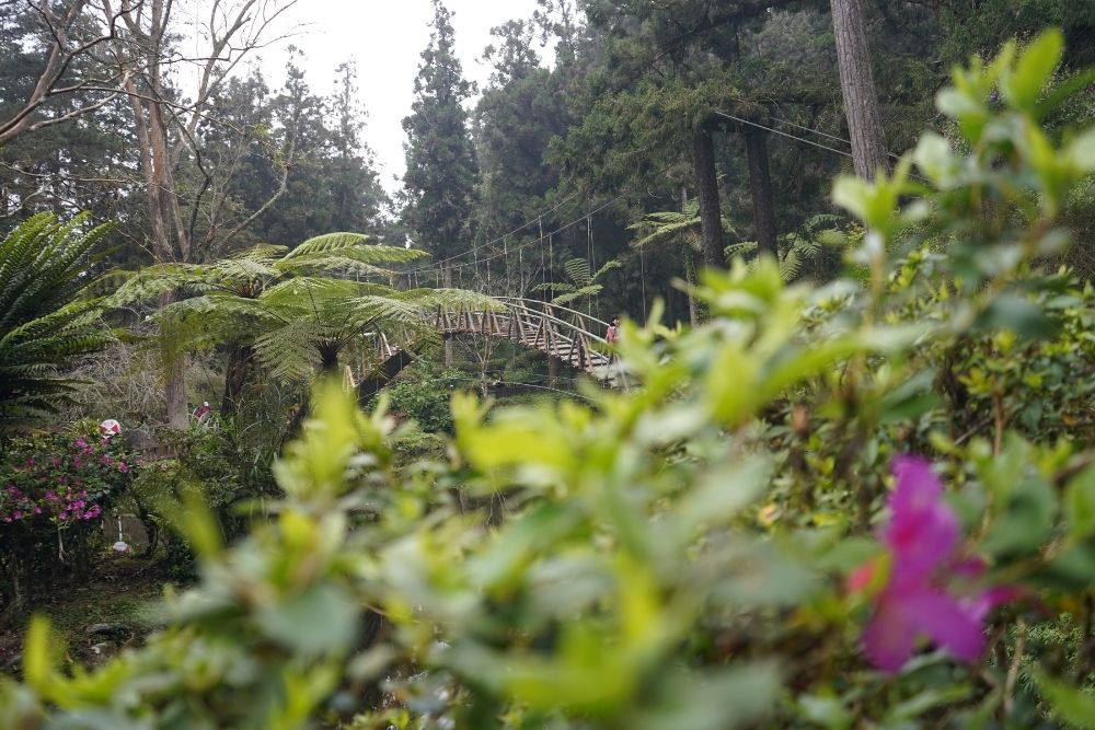 從森林找回健康｜溪頭森林遊樂區五感體驗1日遊(上) 溪頭、五感體驗、森林療癒、1日遊、森林遊樂區