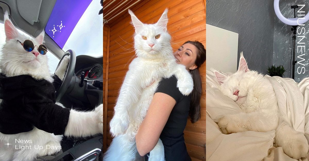 「緬因貓」７大特質！鏟屎官公認「最溫柔的巨人」，護主心切所以超喜歡上床睡覺！ 寵物圈圈、緬因貓、長毛貓、貓咪、個性、特質、寵物趣聞、貓咪冷知識、寵物知識、個性分析、貓咪花色、貓奴、鏟屎官、貓咪個性