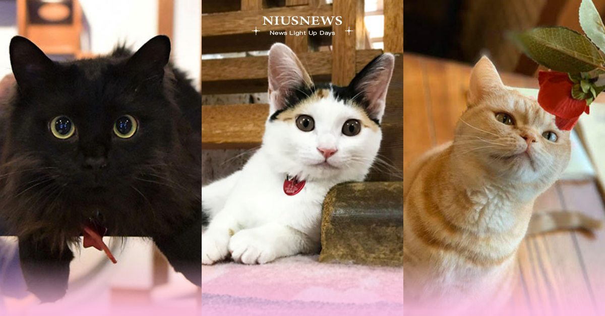 人在異鄉也要吸貓！樂天旅遊「日本全國旅館貓店長」排行榜出爐，第1名還會為客人帶路 寵物圈圈、寵物出去玩、日本、旅遊、樂天旅遊、寵物旅館、溫泉、貓店長、貓咪、投票