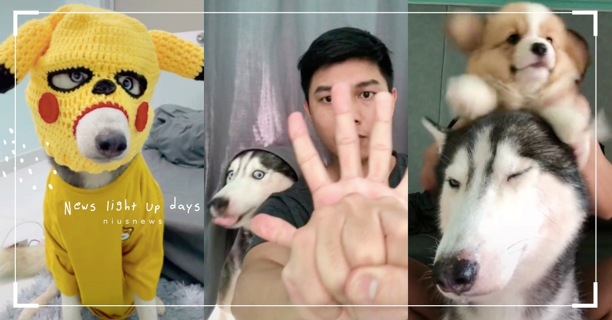 化身傻眼汪汪！調皮鏟屎官最愛捉弄哈士奇，蠢萌二哈「表情超有戲」：Why me？ 哈士奇、二哈、可愛寵物、調皮鏟屎官、有趣、搞笑、抖音、抖音爆紅系列、tiktok、蠢萌、萌寵、寵物、動物、狗