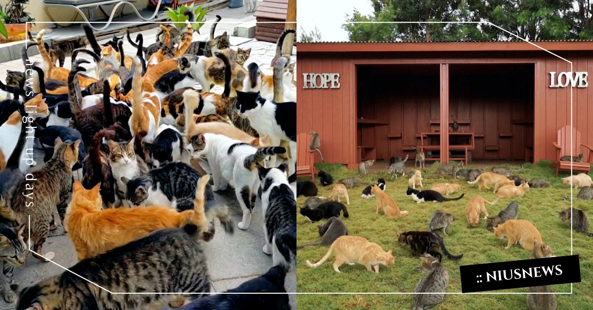 海鳥瀕危牠有份、僧海豹掛點也怪牠？夏威夷「被人類棄養的歸野貓」求生卻面臨撲殺命運 夏威夷歸野貓、夏威夷的歸野貓Feral、動物星球頻道、生態危機、撲殺、流浪貓、野貓、貓咪、寵物、動物、寵物新聞