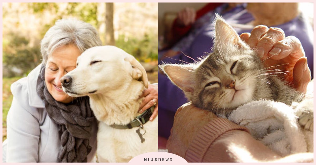 養狗狗好處再+1！美國最新研究「養寵物防止記憶力衰退」，還能增強大腦運作能力！ 寵物知識、養寵物好處、寵物、孤單、身心靈健康、膽固醇、寵物圈圈、預防老年癡呆、預防衰老