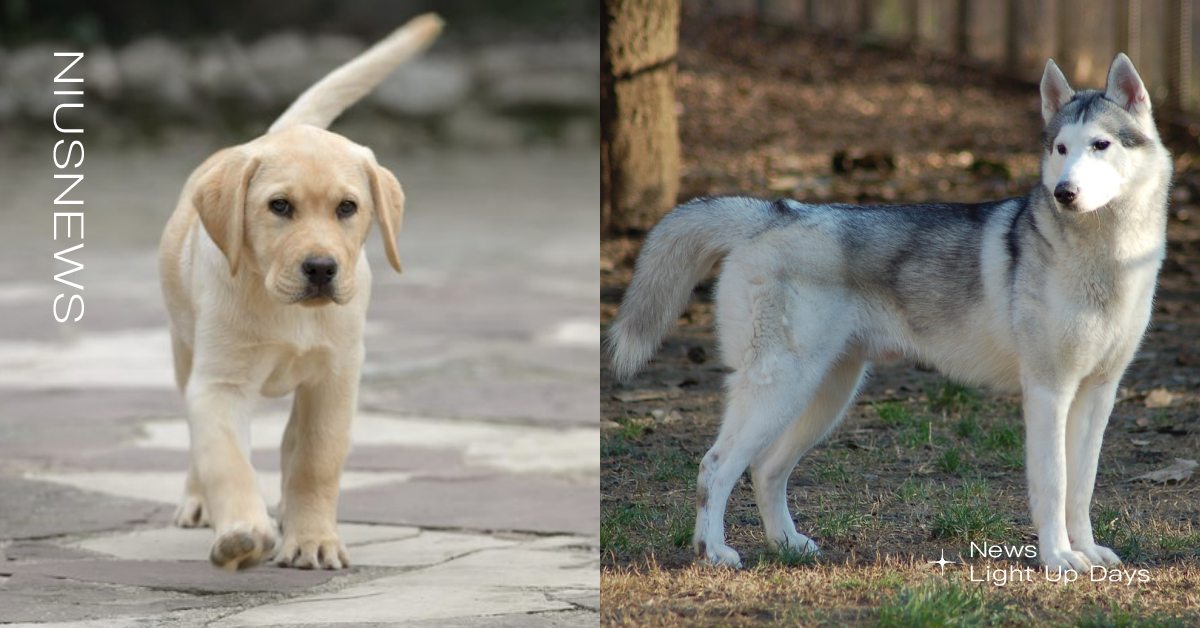 5個狗狗表達情緒的「尾巴語言」！自然垂下是在討抱抱？左右擺動就是心情好？ 寵物圈圈、寵物知識、狗狗尾巴、可愛、狗狗知識、尾巴語言、狗狗表達情緒