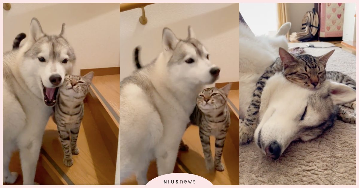 根本甜到蛀牙！「哈士奇與虎斑貓」的甜寵日常持續上演，磨頭、蹭蹭樣樣來！ 寵物圈圈、可愛寵物、哈士奇、虎斑貓、推特