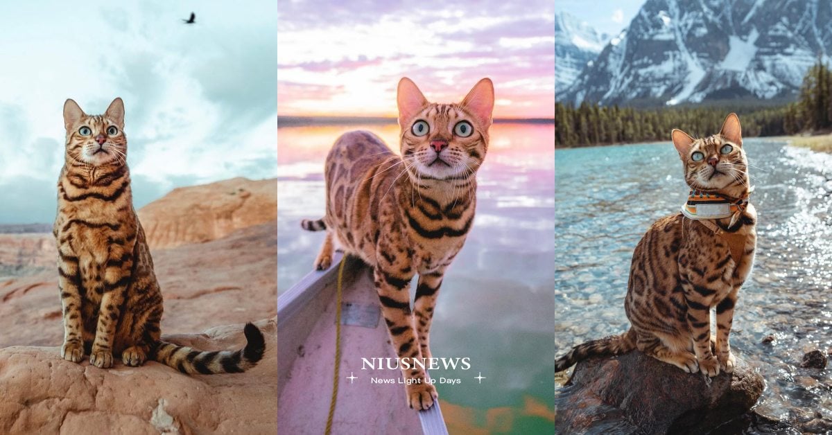 「孟加拉貓」７大特質！豹紋被毛華麗又霸氣，精力旺盛最喜歡天天出去玩！ 寵物圈圈、孟加拉貓、豹貓、短毛貓、貓咪、個性、特質、寵物趣聞、貓咪冷知識、寵物知識、個性分析、貓咪花色、貓奴、鏟屎官、貓咪個性