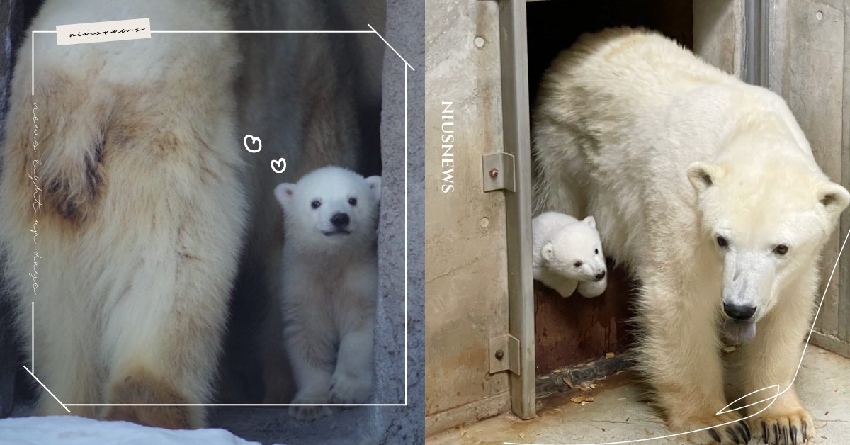 終於出來放風！日本動物園「小北極熊」雀躍步伐融化上萬網友，熊媽看緊緊：不要脫隊！ 寵物圈圈、可愛、動物園、日本、北極熊、小熊、小北極熊、飼育員、推特、日本動物園