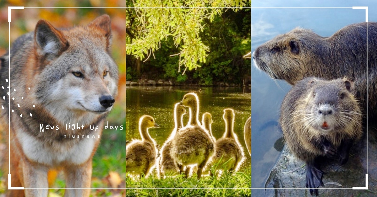 看膩星座運勢？印地安流傳「生日動物圖」從生日揭露最符合你真實性格的靈性動物！ 印地安薩滿、生日動物、靈性動物、生日、星座