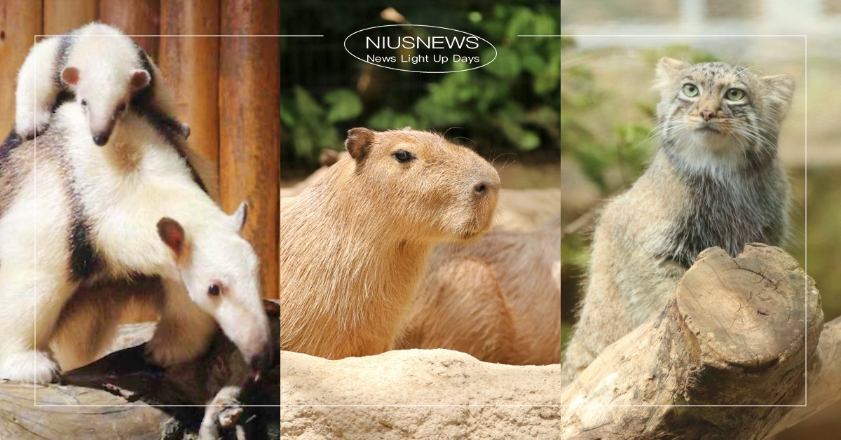 食蟻獸寶寶討抱賣萌，近距離餵食水豚君！2022日本神戶「動物園區」推薦TOP3！ 日本神戶、動物園、神戶動物王國、神戶市立王子動物園、神戶市立須磨海濱水族園、食蟻獸、水豚、兔猻、企鵝、熊貓、無尾熊、VR