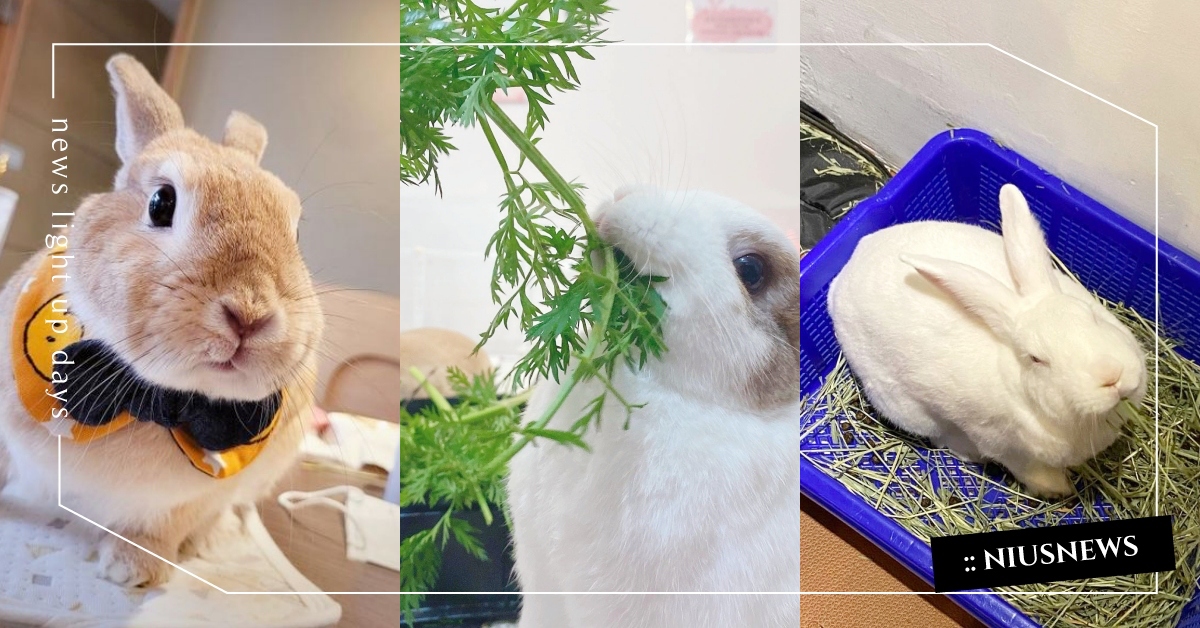 想來點兔子嗎？全台5間「兔兔友善餐廳」推薦，超萌店兔坐鎮、還有跑跑放風區！ 寵物友善、兔子友善、兔子友善餐廳、寵物友善餐廳、店兔