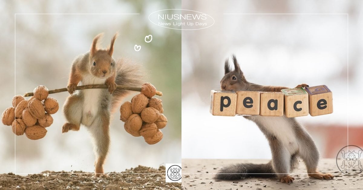 擁有8萬粉絲！荷蘭攝影師的「松鼠私生活」照片集爆紅，舉重、瑜珈有什麼難！ 寵物圈圈、可愛寵物、松鼠攝影、瑞典、推特