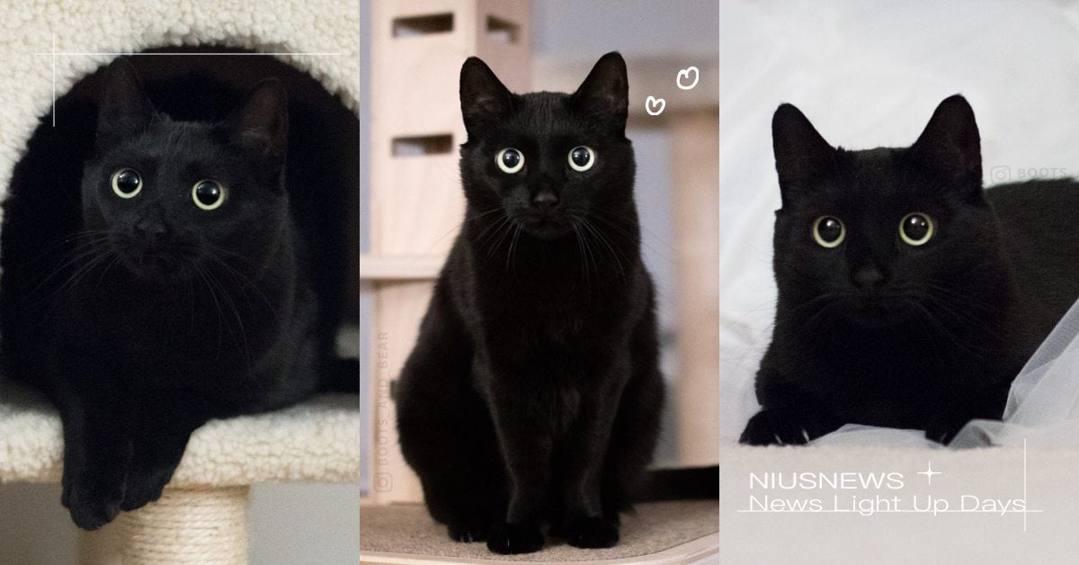 「黑貓」7大特質！全網封牠「最愛撒嬌的貓咪」，幸運又招財還有國際專屬節日！ 寵物圈圈、黑貓、米克斯、短毛貓、貓咪、個性、特質、寵物趣聞、貓咪冷知識、寵物知識、個性分析、貓咪花色、貓奴、鏟屎官、貓咪個性