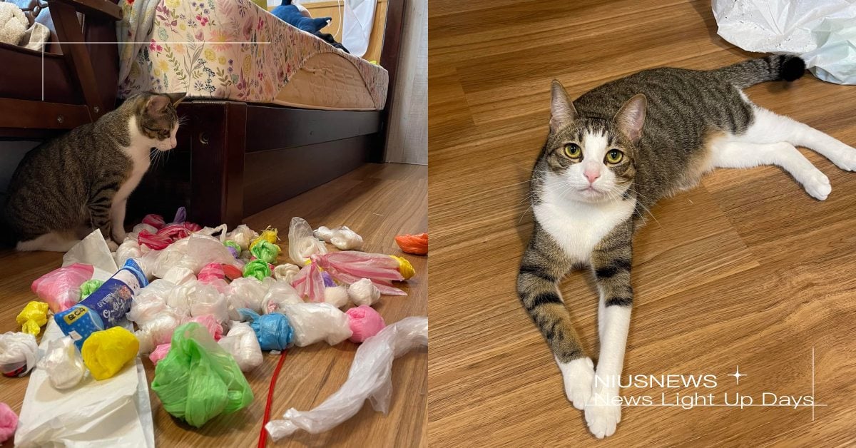 寶物都在這！可愛「虎斑貓」把塑膠袋全部藏起來，鏟屎官無奈：「這裡總共60顆！」 寵物圈圈、可愛、虎斑貓、塑膠袋、寵物知識、寵物、貓咪、貓咪愛玩塑膠袋、貓咪也瘋狂俱樂部