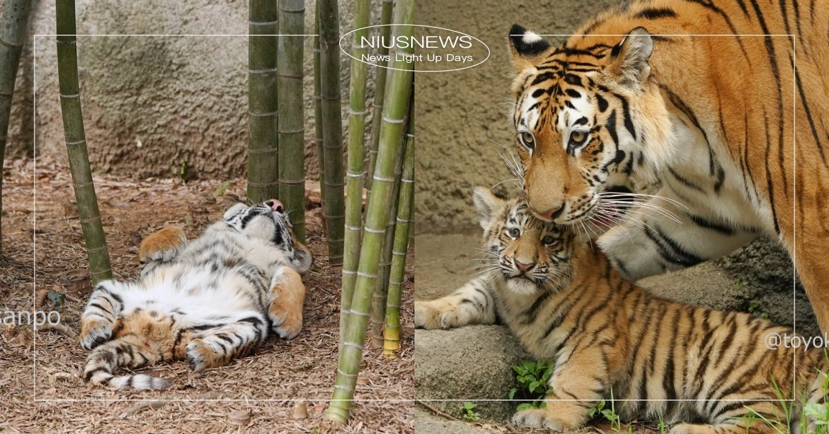 工讀生累了嗎？動物園虎寶「睡到翻肚肚」激萌畫面流出，網笑：你不是貓捏！ 東北虎、日本動物園、東北虎寶寶、翻肚、睡到並軌、大貓、浜松市動物園、工讀生、老虎、貓科動物