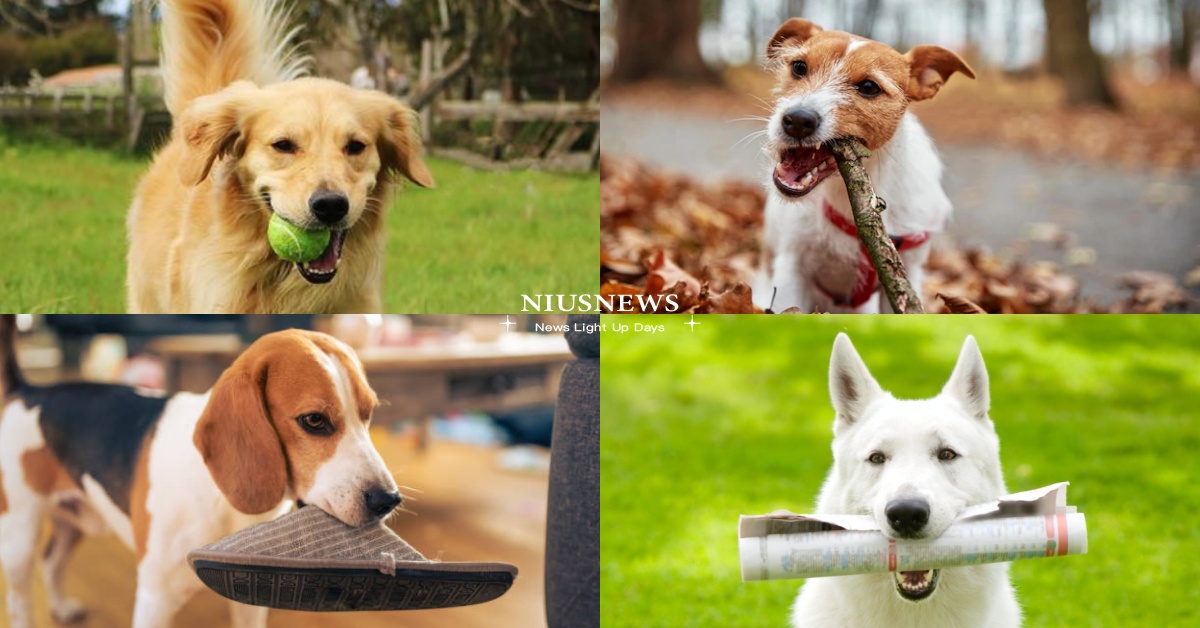 心理測驗「狗狗嘴裡咬什麼」？4物品分析「如何增加戀愛運」，選這個必須主動出擊！ 寵物圈圈、寵物吃喝玩樂、動物、心理測驗、動物心理測驗