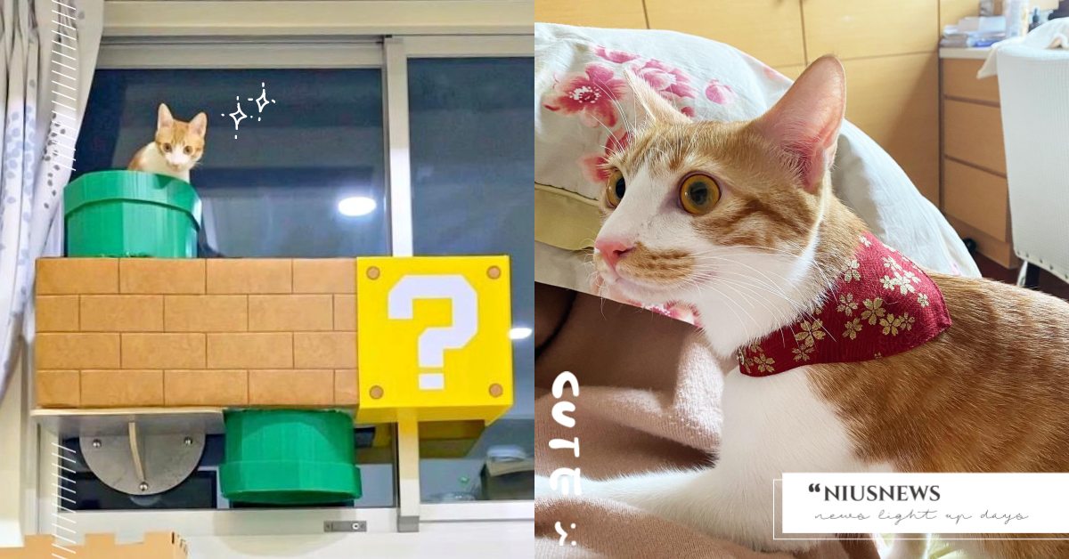 這個手藝直接驚呆！奴才為橘貓製作《超級瑪利歐》「貓跳台」，網友：請接受我的膝蓋！ 寵物圈圈、可愛、貓跳台、鏟屎官、DIY、貓奴、超級瑪利歐、貓咪益智遊戲、貓咪遊戲、貓咪互動