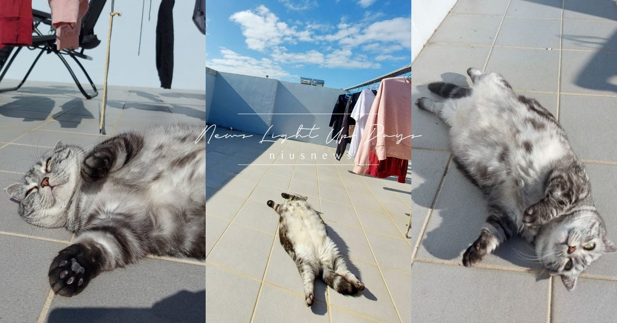 頂樓是海豹觀賞區！「銀虎斑曼赤肯」四腳朝天行光合作用，慵懶肥肚網融化：吸爆！ 寵物圈圈、可愛、貓咪、虎斑、銀虎斑、貓咪也瘋狂俱樂部、曬太陽、貓咪愛曬太陽、臉書