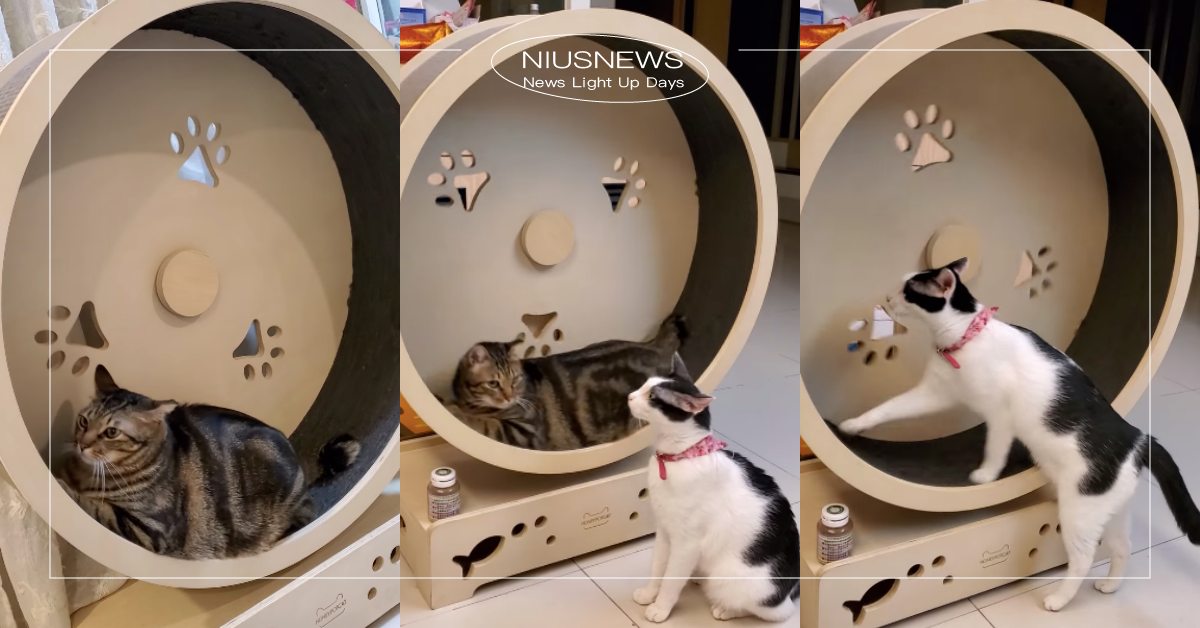 寵物減肥跑步機遭亂用？「虎斑貓」偷懶當成盪鞦韆、「賓士貓」發明上肢運動！ 寵物圈圈、貓咪、虎斑貓、賓士貓、貓咪也瘋狂俱樂部、可愛、貓咪跑步機、減肥貓、胖貓