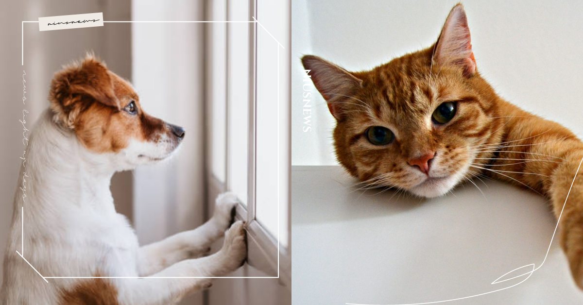 可寵租屋太難找？6大方法讓「房東歡迎寵物」，輕鬆讓毛小孩一起入住喜歡的房源！ 租租通、租屋族、可寵租屋、可養寵物、租房、租屋網、寵物圈圈、寵物居家