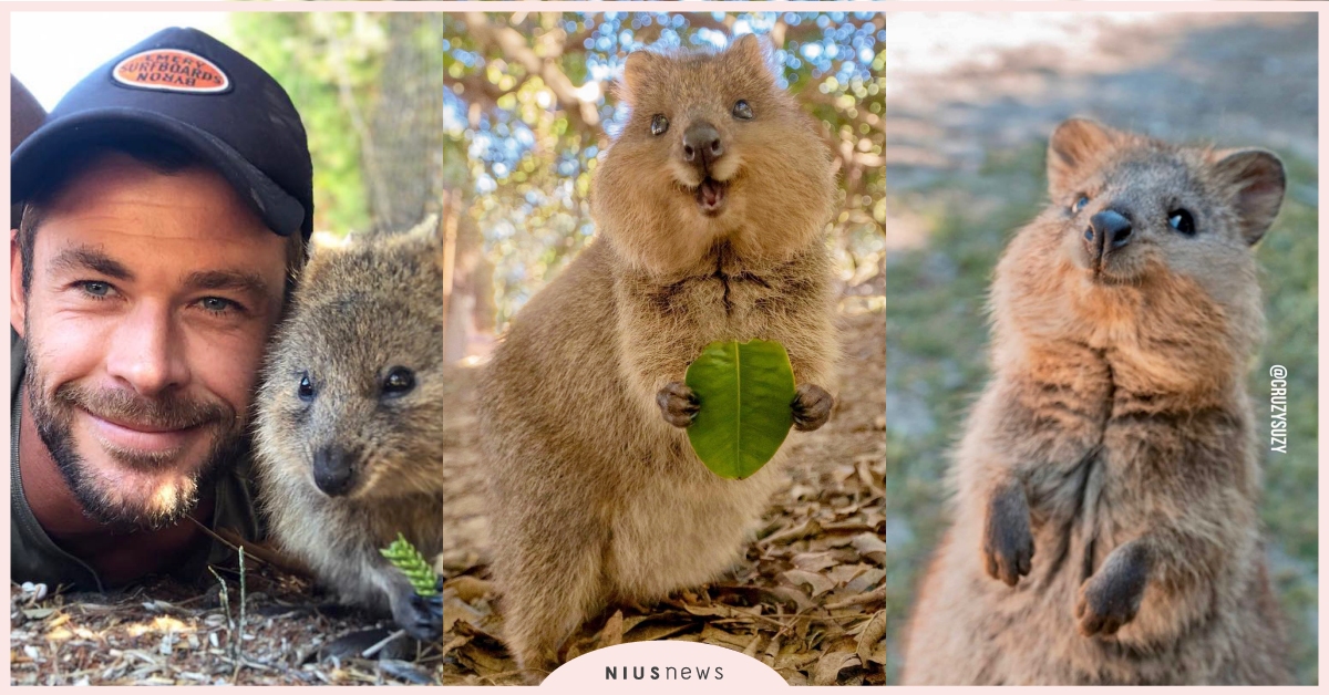 連雷神索爾也淪陷！世界上最快樂的動物「短尾矮袋鼠」，天生自帶可愛笑容融化粉絲的心 短尾矮袋鼠、Quokka、澳洲特有種、可愛動物、雷神索爾、動物、寵物、可愛寵物、療癒、可愛