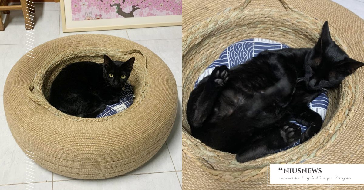 花了三個半小時！香港鏟屎官神手製作「輪胎貓窩」CP值超高，黑貓主子表示相當滿意！ 寵物圈圈、可愛、貓咪、貓奴DIY、貓窩、輪胎貓窩、黑貓、麻繩、貓咪也瘋狂俱樂部