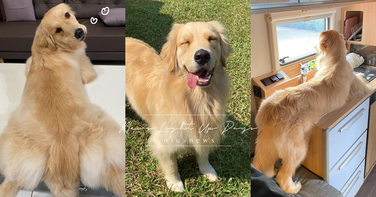 性感警報注意！「黃金獵犬」肥美翹臀最愛趴桌＋擋電視，飼主：喜歡桌子冰冰der！ 寵物圈圈、黃金獵犬、可愛、屁股、阿金、蔡一丟的小生活、golden retriever、網路人氣狗狗
