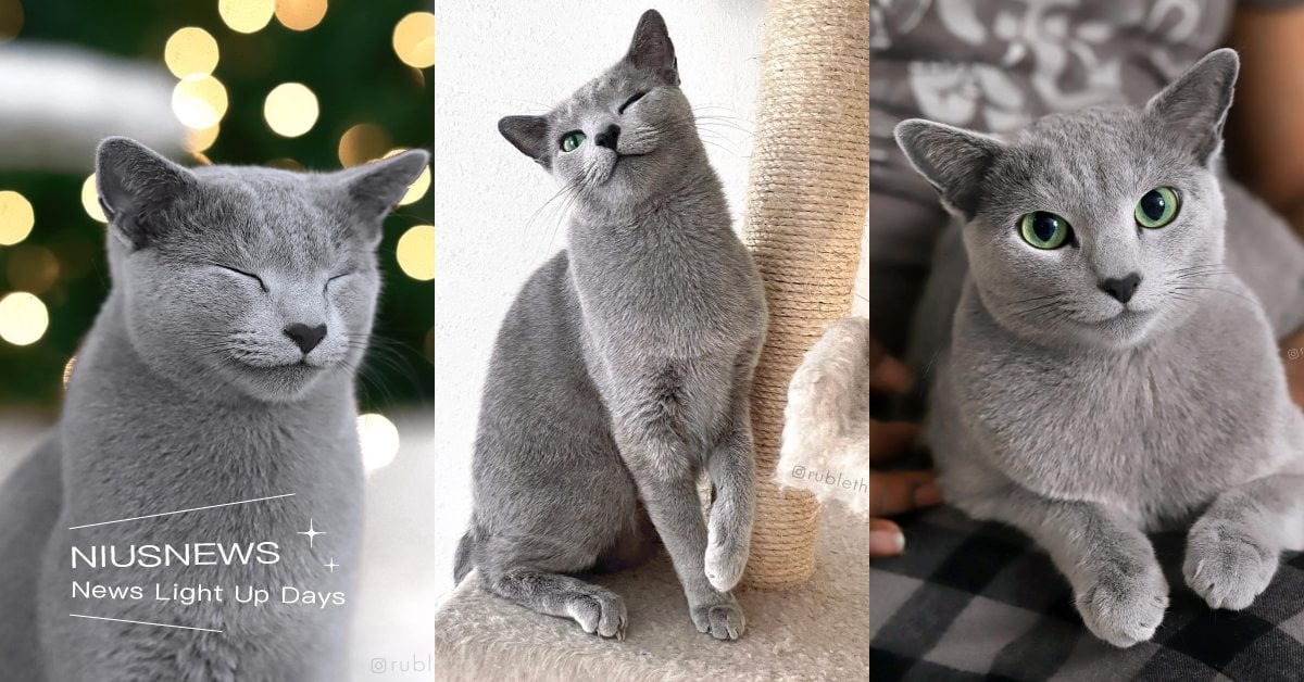 「俄羅斯藍貓」7大特質！長相帥氣人稱喵界金城武，還是規律生活的模範生！ 寵物圈圈、俄羅斯藍貓、品種貓、短毛貓、貓咪、個性、特質、寵物趣聞、貓咪冷知識、寵物知識、個性分析、貓咪花色、貓奴、鏟屎官、貓咪個性