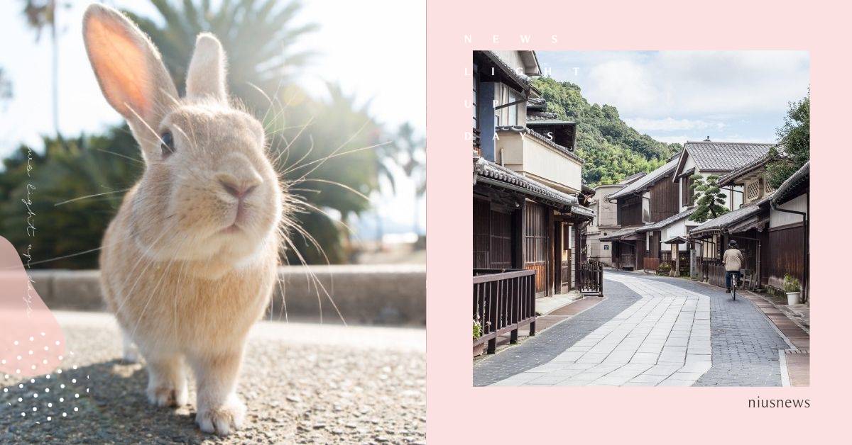 赴日必訪兔子島！日本廣島竹原6大魅力+必吃美食必買伴手禮 兔子、廣島縣、竹原市、日本、巧克力點心
