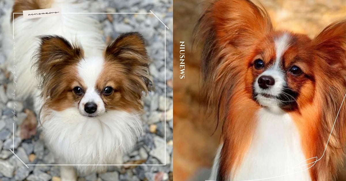 「蝴蝶犬」６大個性特質！號稱長毛版親切吉娃娃，最大興趣竟是翻垃圾桶？ 蝴蝶犬、品種狗、狗狗冷知識、獵犬、可愛寵物、寵物健康、品種狗介紹、狗狗介紹、長毛版吉娃娃、萌寵