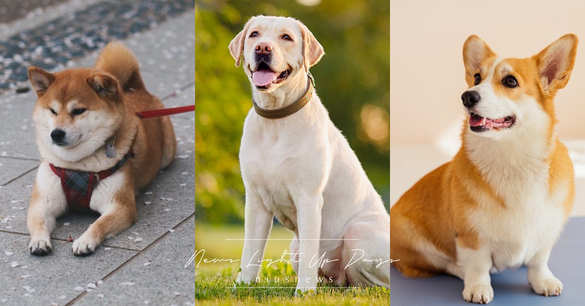 霸榜31年！「拉布拉多」榮獲年度最受歡迎狗狗，貴賓犬名列前茅、柯基掉出前10！ 寵物圈圈、可愛、拉布拉多、法國鬥牛犬、黃金獵犬、德國牧羊犬、貴賓犬、羅威納犬、臘腸犬、柯基