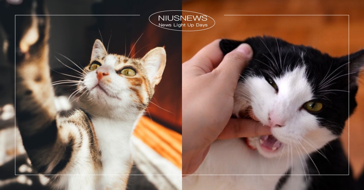 「貓咪為何會突然咬主人的手」6大原因！原來是想撒嬌吸引注意力、有事情想拜託你做？ 貓咪咬人、貓咪冷知識、寵物知識、貓咪知識、萌寵、貓咪、寵物、動物