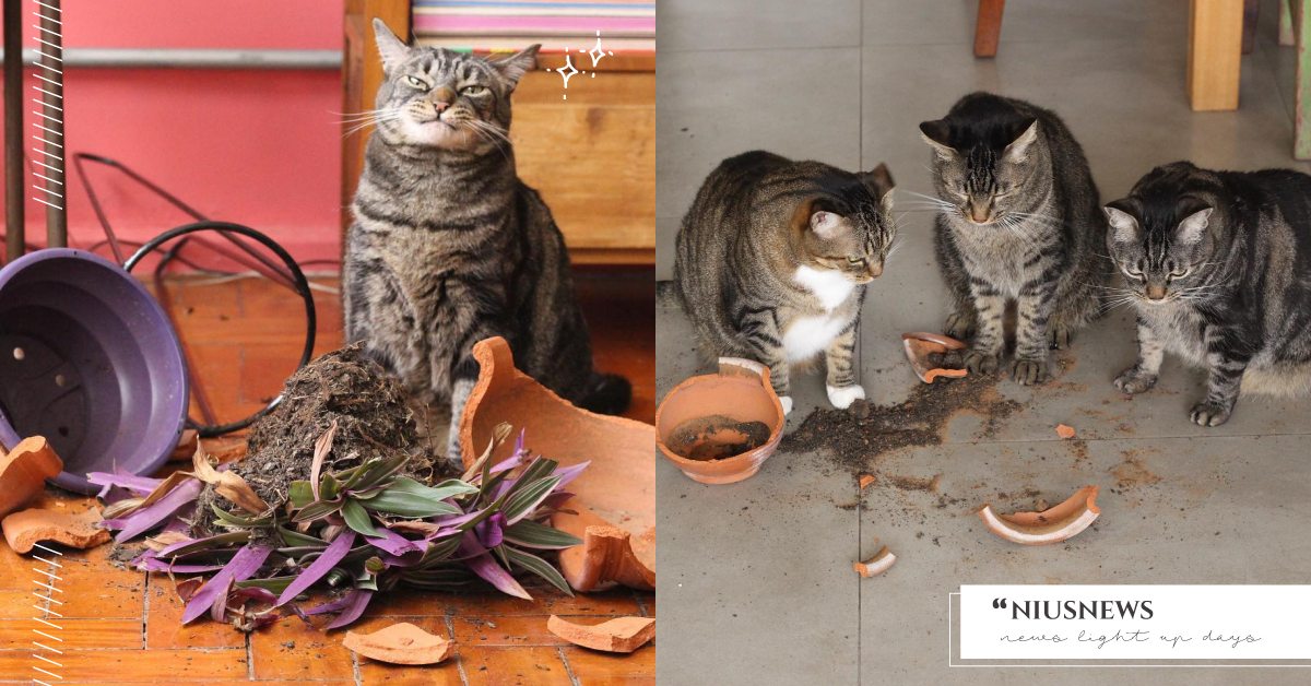 戰利品＋1！巴西超跩「虎斑貓」打破花盆還壞笑，一臉驕傲網友笑：好討厭可是好可愛！ 寵物圈圈、可愛、巴西、虎斑貓、網紅貓