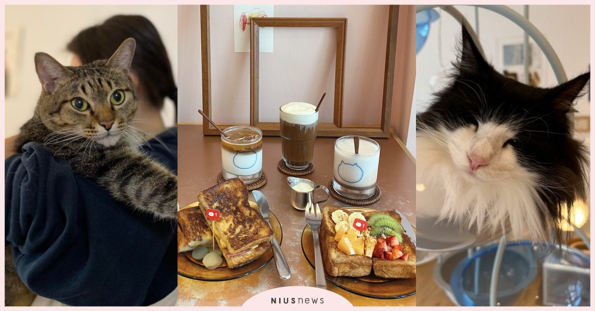 宜蘭5間「貓咪咖啡廳」推薦！貓的生活提案享受11隻貓簇擁、豹貓主題咖啡廳必打卡！ 寵物圈圈、愛玩妞、貓咪咖啡廳、宜蘭美食推薦、宜蘭貓咪咖啡廳