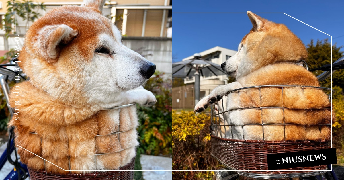 菠蘿麵包4ni？日本柴柴坐單車散步「整籃滿出來」萌翻全網，飼主笑：越擠牠越愛！ 柴犬、萌寵、菠蘿麵包、烤土司、寵物IG介紹、寵物、狗、可愛寵物、動物、可愛動物、肥美、圓潤、療癒、可愛