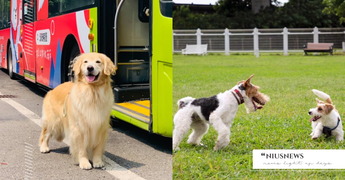 萬華第1座狗狗公園！「華江狗活動區」設波浪步道＆隧道，毛主人停車方便也能一起玩！ 寵物圈圈、寵物出去玩、寵物友善、寵物公園、狗狗公園、寵物友善、台北市狗狗公園、華江狗活動區