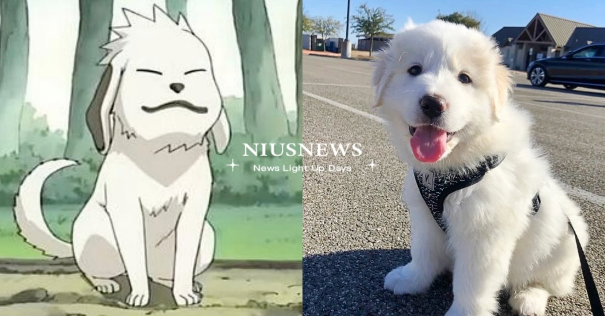 「大白熊犬」６大個性特質！個性內斂悶騷的大寶寶，其實是《火影忍者》忍犬赤丸原型？ 大白熊犬、品種狗、狗狗冷知識、牧羊犬、可愛寵物、寵物健康、品種狗介紹、狗狗介紹、庇里牛斯山犬