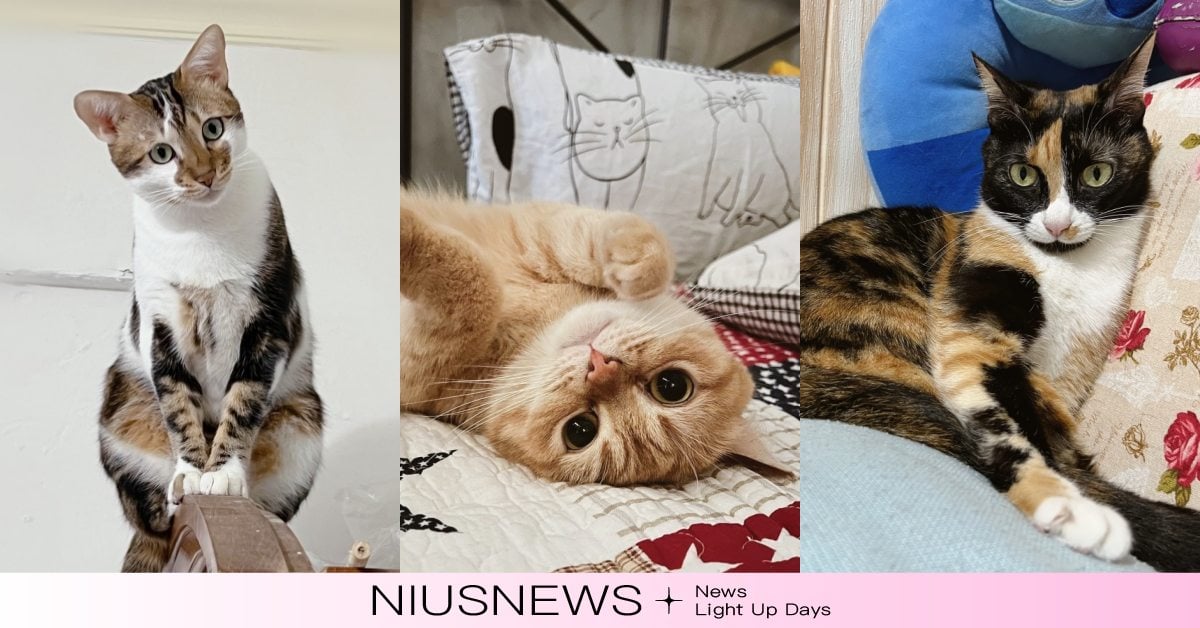 除了尾巴還能觀察瞳孔！6個貓咪特殊的「情緒表達方式」，歪頭代表尷尬癌發作？  寵物圈圈、寵物行為、寵物健康、貓咪行為、貓咪、貓咪尾巴、貓咪鬍鬚、貓咪語言、貓咪眼睛、真想暫時變成貓