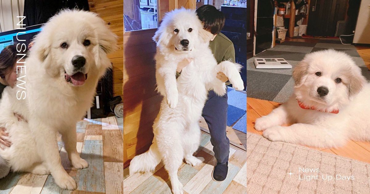 這才6個月大！日本「大白熊犬」身形巨到難以招架，飼主笑：以後怎麼帶出門散步！ 寵物圈圈、可愛寵物、大白熊犬、大狗狗、品種狗、巨型狗、大型犬、可愛、日本、推特