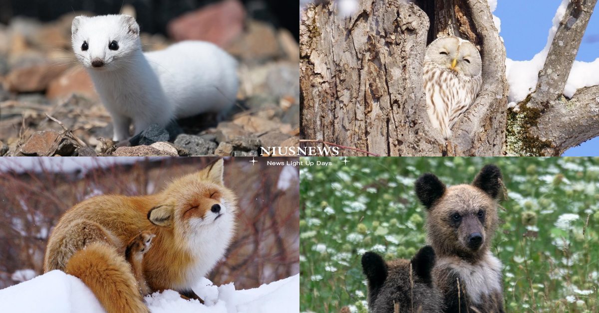 心理測驗「冬天會聯想到什麼」？4種動物測出你內心「最渴望的戀愛關係」！ 寵物圈圈、寵物吃喝玩樂、動物、心理測驗、動物心理測驗