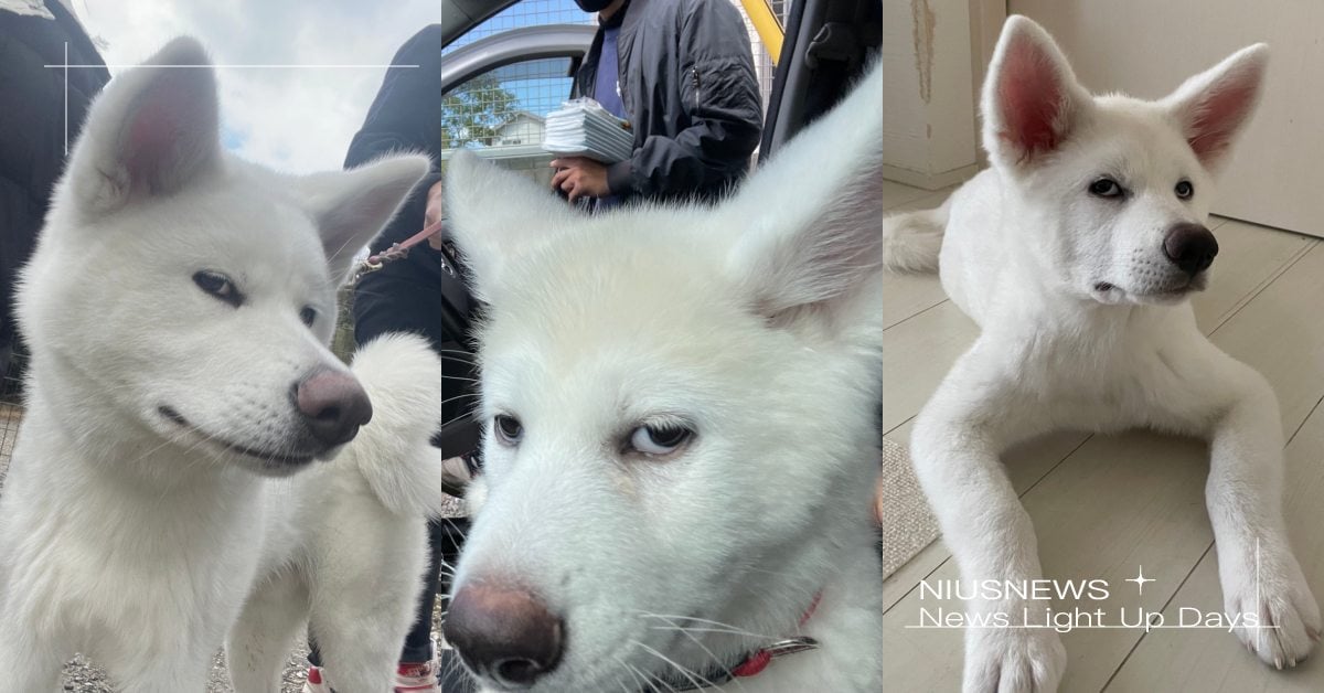 最喜歡鄙視主人的狗！日本「秋田犬」心情不爽就翻白眼，厭世日常網友欲罷不能！ 寵物圈圈、可愛、推特、日本、秋田犬、散步、狗狗、可愛寵物